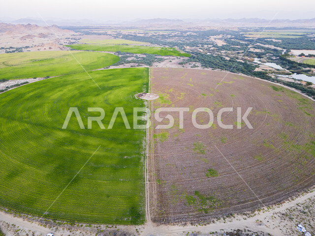 النباتات والمروج الخضراء في فصل الربيع، المقارنة بين الأراضي الخصبة والجافة، محاصيل محلية بالمملكة العربية السعودية، صورة جوية لحقول زراعية دائرية، تقدم وتطور القطاع الزراعي، زراعة الخضراوات الطبيعية