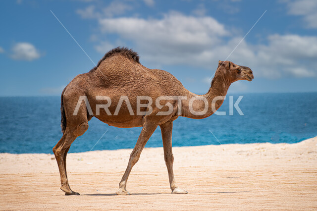 حيوان الإبل يمشي على الرمال الذهبية الناعمة في الصحراء في وضح النهار ,استخدام الحيوانات للتنقل من مكان الى اخر في البادية، تربية المواشي في المحميات الطبيعيه, الكثبان الرملية في المناطق الصحراوية في المملكة العربية السعودية