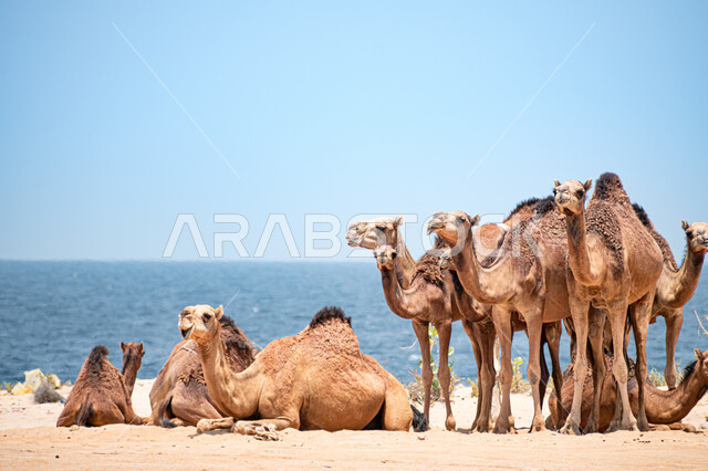  قطيع من حيوان الإبل يجلس على الرمال الذهبية الناعمة في الصحراء في وضح النهار، تربية المواشي في المحميات الطبيعيه, استخدام الحيوانات للتنقل من مكان الى اخر في البادية، الكثبان الرملية في المناطق الصحراوية في المملكة العربية السعودية