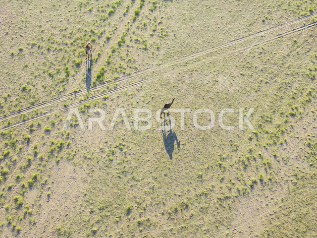 محمية طبيعية برية لتربية حيوان الإبل في مدينة مكة المكرمة، صورة جوية لقطيع من الجمال في المراعي الخضراء في وضح النهار، المساحات والاراضي الواسعة في المملكة العربية السعودية