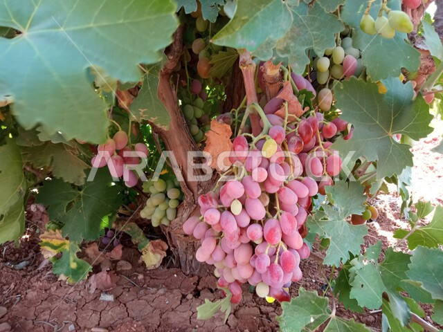 محاصيل محلية زراعيه وطنية، صورة مقربة لحبات العنب البري الاحمر على الشجرة ، منتجات موسمية لذيذة، زراعة النباتات والاشجار الخضراء في أحد الاراضي الزراعيه في المملكة العربية السعودية، خلفية الطبيعه