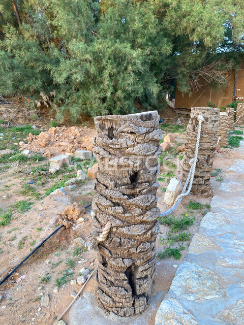 الاراضي والمحميات الطبيعية, صورة مقربة لجذع شجرة في المملكة العربية السعودية، الاهتمام بالتشجير وزراعة المساحات الخضراء الواسعة، أشجار النخيل الخضراء في بريدة القصيم, النباتات والمحاصيل الزراعية.