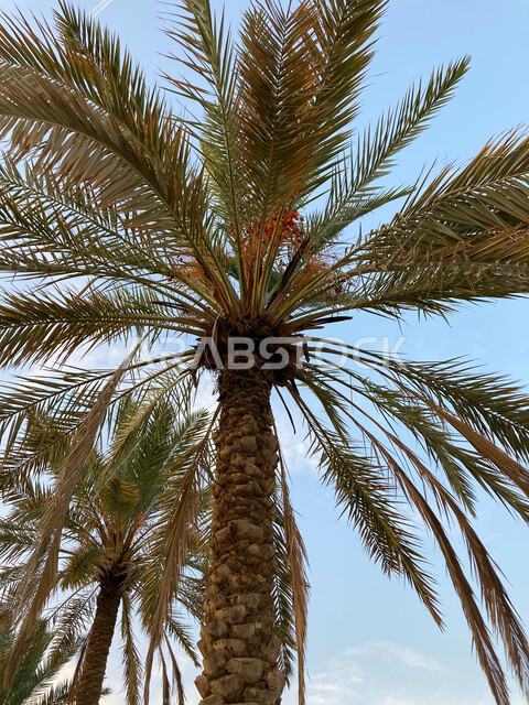 الاهتمام بالتشجير وزراعة المساحات الخضراء الواسعة, الاراضي والمحميات الطبيعية, صورة مقربة لأشجار النخيل الخضراء في بريدة القصيم في المملكة العربية السعودية، النباتات والمحاصيل الزراعية.