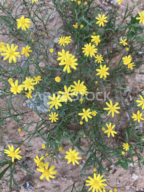 صورة من الاعلى لمجموعة من الزهور الصفراء في أحد الحدائق في القصيم , زهور عطرية في فصل الربيع, الاهتمام في زراعة الازهار والنباتات الخضراء في المملكة العربية السعودية, خلفية الازهار .