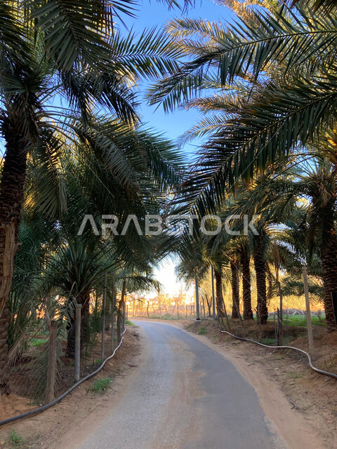  الاهتمام بالزراعة والمحاصيل الزراعية والمنتجات المحلية الوطنية, النباتات الخضراء المزروعة في مدينة القصيم، أماكن ومعالم طبيعية سياحية مشهورة، شجر النخل في القصيم في المملكة العربية السعودية، مزارع القصيعة المشيدة من الطربال وجذوع أشجار النخيل في منطقة البريدة
