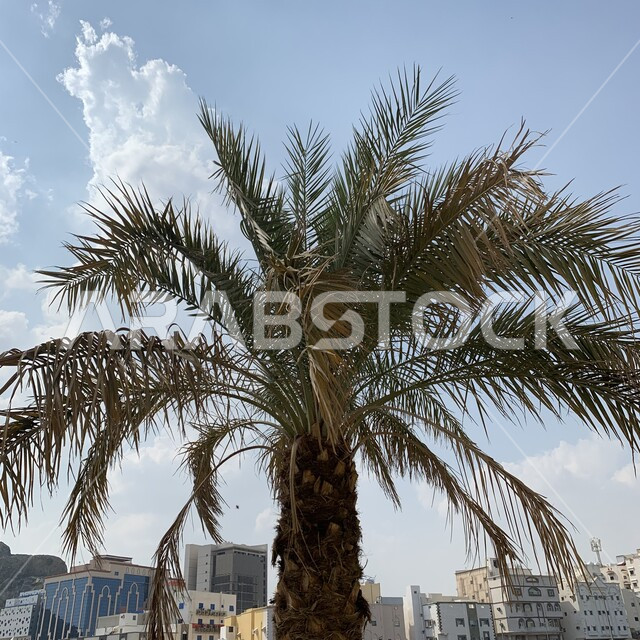 النهوض والتقدم والنمو العمراني, صورة مقربة لشجرة نخيل خضراء في مكة المكرمة, الاهتمام بالنباتات والتشجير في المملكة العربية السعودية, البيوت والمباني السكنية, منتجات محلية وطنية.