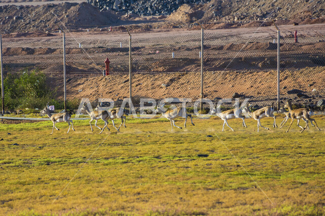Green desert trees and plants in broad daylight, a natural reserve for breeding wild animals, a herd of oryx in the zoo in Saudi Arabia, a brown gazelle with long horns