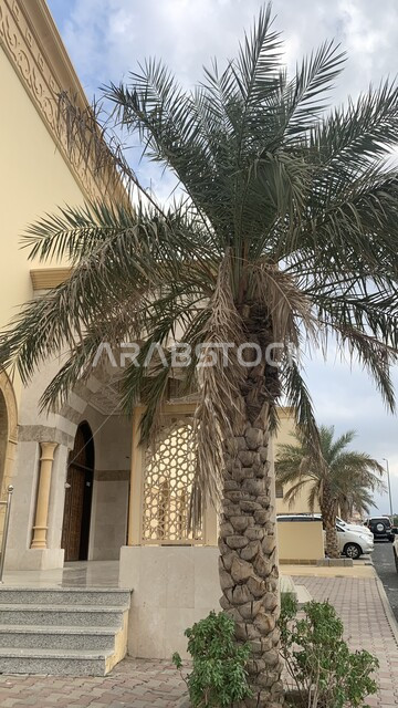 معالم دينية اسلامية مقدسة ،التقدم والنمو العمراني, صورة مقربة لشجرة نخيل خضراء أمام مسجد بلال بن رباح في مكة المكرمة, الفن المعماري على الطراز الحديث لجوامع المملكة العربية السعودية ، الاهتمام بزراعة النباتات, العبادة و التقرب الى الله