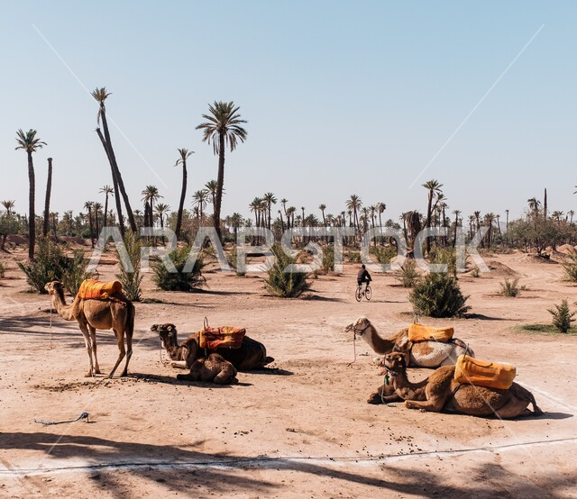 Green palm trees, using animals to move from one place to another in the desert, raising livestock in natural reserves, sand dunes in the desert areas of the Kingdom of Saudi Arabia, a group of camels sitting on the soft golden sand in the desert in broad daylight.