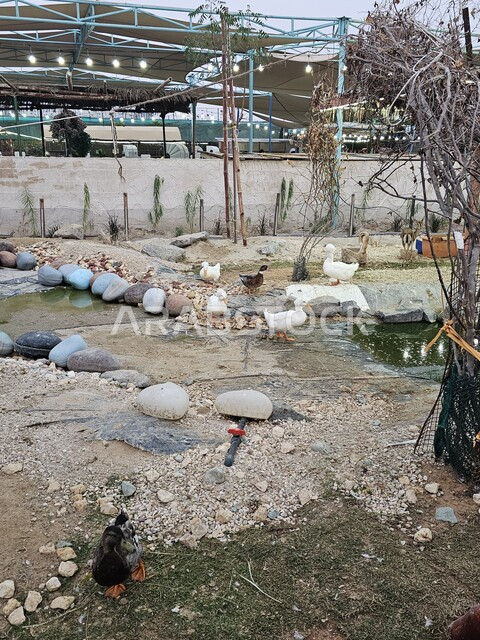 محمية طبيعة لتربية ورعاية الطيور, الاستمتاع بالمناظر الطبيعية وقضاء الوقت الممتع بالتعرف على الحيوانات, أبرز الوجهات السياحية في دولة الإمارات العربية المتحدة, الطيور في حديقة الحيوان في منطقة الزوراء بمدينة عجمان