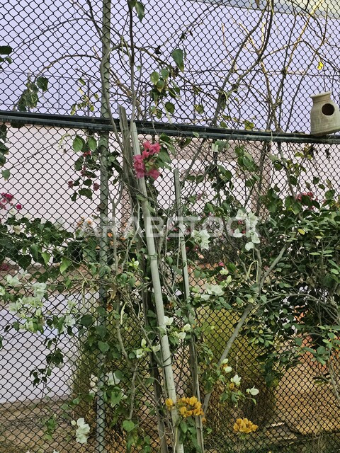 مناطق التسلية وقضاء الوقت الممتع في وقت النهار, التجول والرحلات السياحية في دولة الامارات العربية المتحدة, أماكن جذب واستقطاب السائحين من شتى أنحاء العالم, الديكورات الداخلية لحديقة الحيوان في منطقة الزوراء في مدينة عجمان