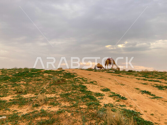 رعاية حيوان الإبل في الصحراء, المحميات البرية لتربية الجمال في النفود في بريدة القصيم، الطبيعة الصحراوية في المملكة العربية السعودية, مجموعة من النوق في المحمية الطبيعية في وقت النهار