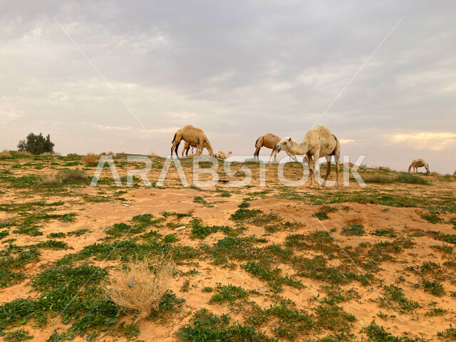رعاية حيوان الإبل في الصحراء, المحميات البرية لتربية الجمال في النفود في بريدة القصيم، الطبيعة الصحراوية في المملكة العربية السعودية, مجموعة من النوق في المحمية الطبيعية في وقت النهار