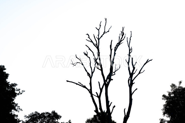 صورة ظليه لشجرة عارية من الأوراق  في فصل الخريف، الطبيعه في المملكة العربية السعودية، خلفية بيضاء