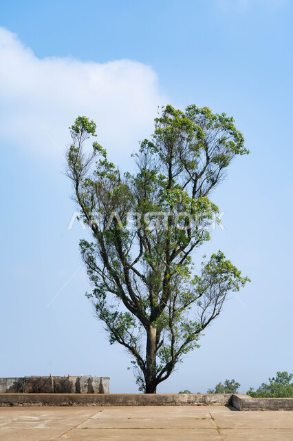 الرمال الذهبية الناعمة في الصحراء، شجرة في المناطق و الأراضي الصحراوية، التضاريس الصحراوية في المملكة العربية السعودية، الاهتمام في التشجير و زراعه النباتات الخضراء، خلفية الطبيعه