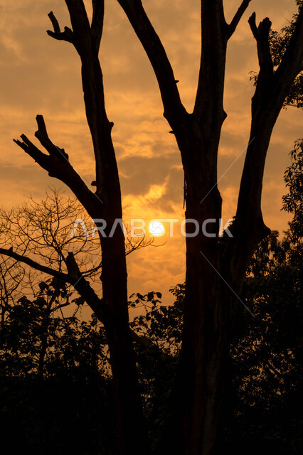 منظر السماء المليئة بالغيوم البيضاء ،الطبيعه في المملكة العربية السعودية، صورة ظلية مقربة لشجرة عارية من الأوراق وقت غروب الشمس في فصل الخريف