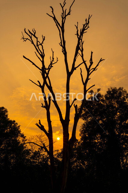 Nature in the Kingdom of Saudi Arabia, a silhouette of a tree bare of leaves at sunset in the fall, a view of the sky filled with white clouds