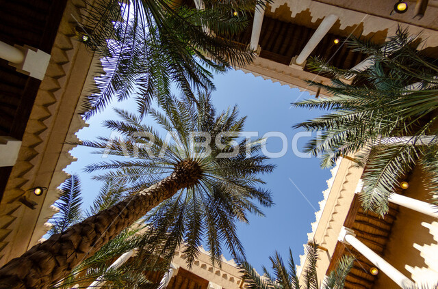 الاهتمام في زراعه النباتات الخضراء ،معالم سياحية مشهورة ،التصاميم الهندسية المعمارية للمباني الطينية على الطراز القديم، المواقع الأثرية السياحية في السعودية، صورة من الاسفل لأشجار النخيل في قصر المربع التاريخي في مدينة الرياض، العراقة والتمسك بالتراث السعودي