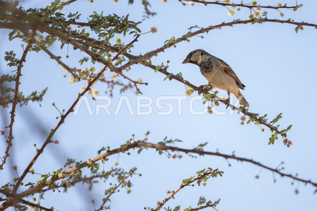 محمية طبيعية لتربية الطيور في المملكة العربية السعودية, عصفور ملون يقف على غصن شجرة في وضح النهار, حدائق الحيوان والمحميات البرية لرعاية العصافير والحيوانات, الاستمتاع بمنظر الطبيعة والسماء الصافية