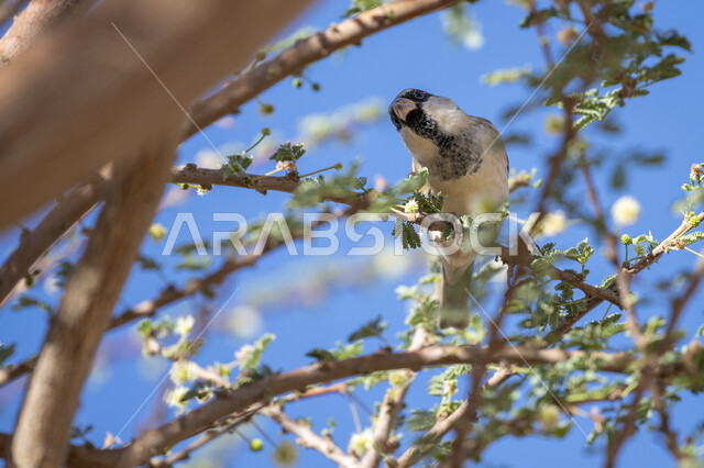 عصفور ملون يقف على غصن شجرة في وضح النهار, حدائق الحيوان والمحميات البرية لرعاية العصافير والحيوانات, الاستمتاع بمنظر الطبيعة والسماء الصافية, محمية طبيعية لتربية الطيور في المملكة العربية السعودية