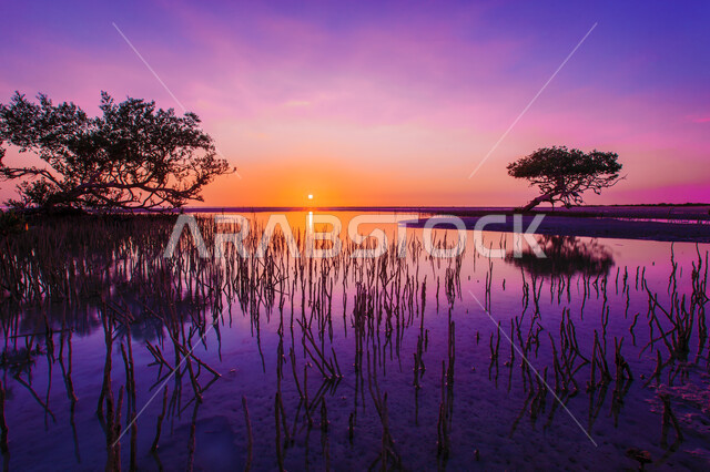 انعكاس ظل الاشجار والنباتات الخضراء على المسطحات المائية في  البحر الأحمر، شاطئ جزيرة زبيدة في محافظة الوجه في منطقة تبوك وقت غروب الشمس، معالم طبيعية سياحية في المملكة العربية السعودية، خلفية الطبيعة