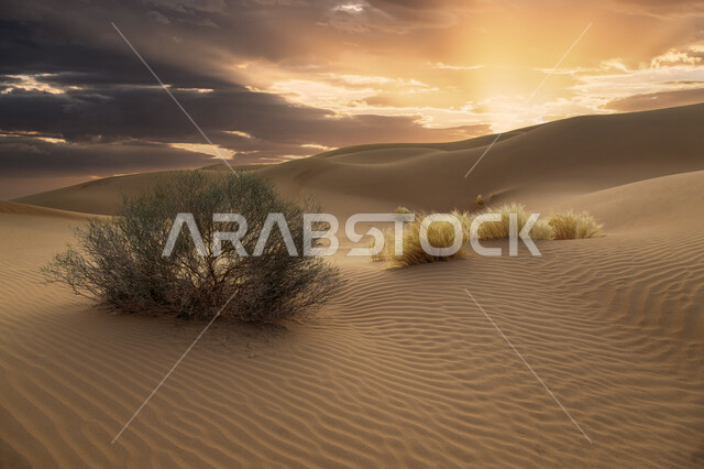 التلال والكثبان الرملية في وقت شروق الشمس، نمو النباتات والاعشاب البرية في الصحراري، التضاريس الطبيعيه في صحراء منطقة تبوك في المملكة العربية السعودية، الرمال الناعمة الذهبية، أماكن سياحية طبيعية، خلفية الطبيعه الصحراوية