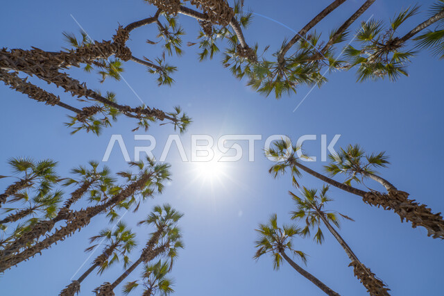 صورة من الاسفل لاشجار النخيل الخضراء، منظر اشعة الشمس وسط السماء الزرقاء الصافيه، التشجير وزراعة النباتات في المملكة العربية السعوديه، خلفية الطبيعه