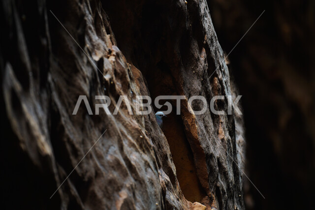 محمية طبيعية لتربية الطيور في المملكة العربية السعودية, عصفور ملون يقف داخل جذع شجرة في وضت الليل, حدائق الحيوان والمحميات البرية لرعاية العصافير والحيوانات, الاستمتاع بمنظر الطبيعة 