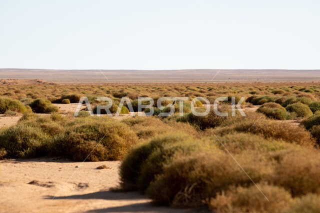  نمو الأشجار الخضراء والنباتات البرية في الأراضي الجافة، منظر السحب البيضاء في السماء، البيئة الطبيعية والقمم والمرتفعات الجبلية، المناطق الصحراوية في المملكة العربية السعودية
