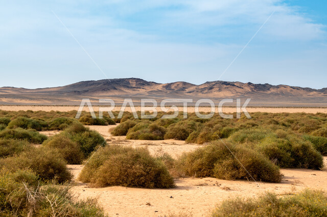 The growth of green trees and wild plants in dry lands, the view of white clouds in the sky, the natural environment, mountain peaks and heights, desert areas in the Kingdom of Saudi Arabia