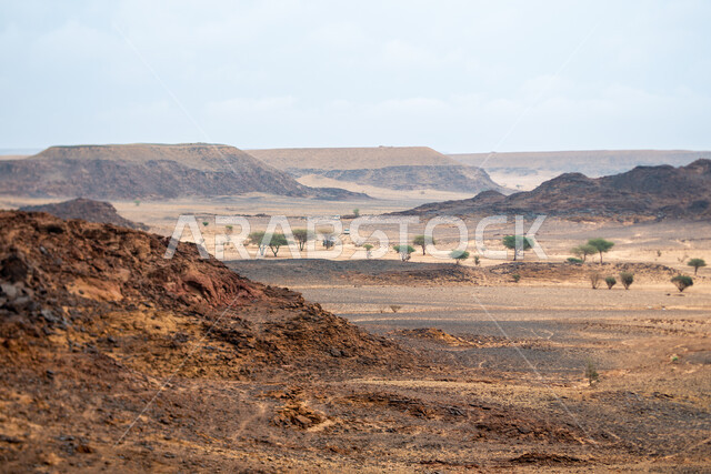 البيئة الطبيعية والقمم والمرتفعات الجبلية، المناطق الصحراوية في المملكة العربية السعودية, نمو الأشجار الخضراء والنباتات البرية في الأراضي الجافة، منظر السحب البيضاء في السماء