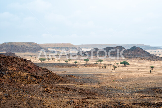 البيئة الطبيعية والقمم والمرتفعات الجبلية، المناطق الصحراوية في المملكة العربية السعودية, نمو الأشجار الخضراء والنباتات البرية في الأراضي الجافة، منظر السحب البيضاء في السماء