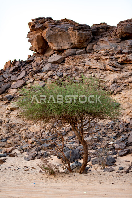 A small tree in the barren desert lands in broad daylight, rock formations and formations in the prairies, the natural environment, mountain peaks and heights, desert areas in the Kingdom of Saudi Arabia, the growth of green trees and wild plants in dry lands