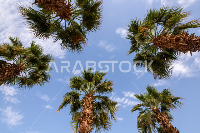 صورة من الاسفل لسعف اشجار النخيل الخضراء، منظر الغيوم البيضاء في السماء، الاهتمام بالتشجير وزراعة النباتات في المملكة العربية السعوديه، محاصيل زراعية وطنية محلية، خلفية الطبيعه