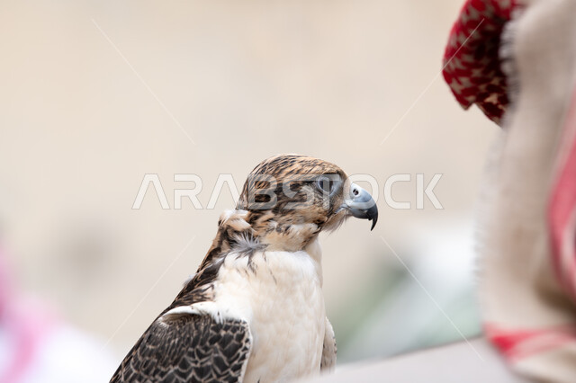 تدريب الحيوانات المفترسة في إحدى المحميات الطبيعيه، الفخر بالتراث السعودي العريق في تربيه وترويض الطيور الجارحة، صورة مقربة لطائر الصقر ذات النظر الثاقب, إقامة نادي الصقور في موسم الصيد السنوي في المملكة العربية السعودية