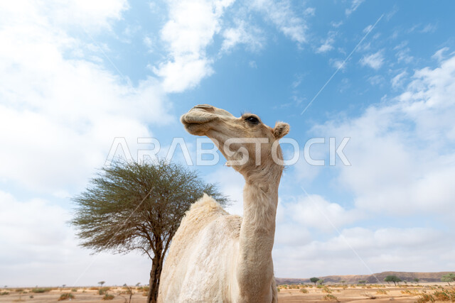 A close-up photo of a white camel in the desert in broad daylight, raising livestock in natural reserves, sand dunes and desert nature in the Kingdom of Saudi Arabia, using animals to move from one place to another in the desert.