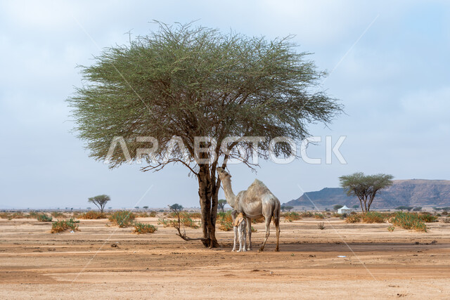  الكثبان الرملية والطبيعة الصحراوية في المملكة العربية السعودية, استخدام الحيوانات للتنقل من مكان الى اخر في البادية، حيوان الإبل يأكل أغصان الشجر في الصحراء وضح النهار، تربية المواشي في المحميات الطبيعيه