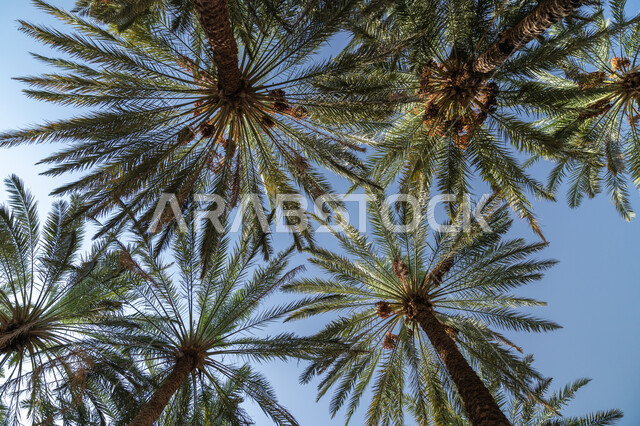 صورة من الاسفل لاشجار النخيل الخضراء، منظر اشعة الشمس وسط السماء الزرقاء الصافيه، التشجير وزراعة النباتات في المملكة العربية السعوديه، خلفية الطبيعه