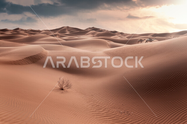 Soft golden sand, white clouds in the sky above the hills and sand dunes in broad daylight, natural terrain in the desert of the Tabuk region in the Kingdom of Saudi Arabia, natural tourist places, desert nature background