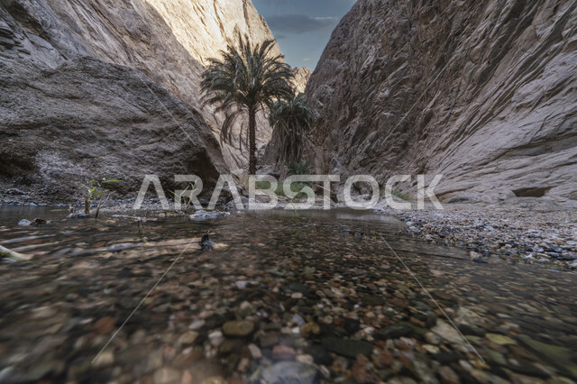 شجرة نخيل خضراء وسط الصخور الرسوبية في تبوك، نمو الأشجاروالنباتات في الصحاري، السلاسل والمرتفعات الجبلية في منطقة تبوك في السعودية ، التكوينات الصخرية الطبيعية في المناطق الصحراوية، أماكن الجذب السياحي في المملكة