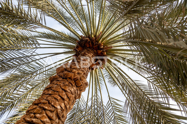 صورة من الاسفل لسعف شجرة النخيل الخضراء في أبو ظبي، منظر السماء الزرقاء الصافيه، التشجير وزراعة النباتات في الامارات العربية المتحدة، خلفية الطبيعه