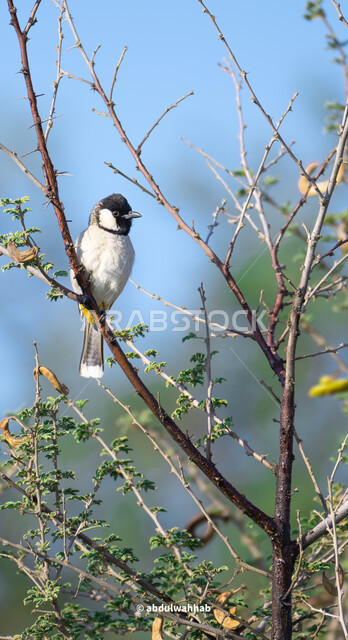 عصفور ملون يقف على غصن شجرة, محمية طبيعية للأحياء والنباتات النادرة، أماكن الاستجمام والمنتزهات البرية في خريم الرياض , المناظر الطبيعة في المملكة العربية السعودية, الأشجار والنباتات الخضراء