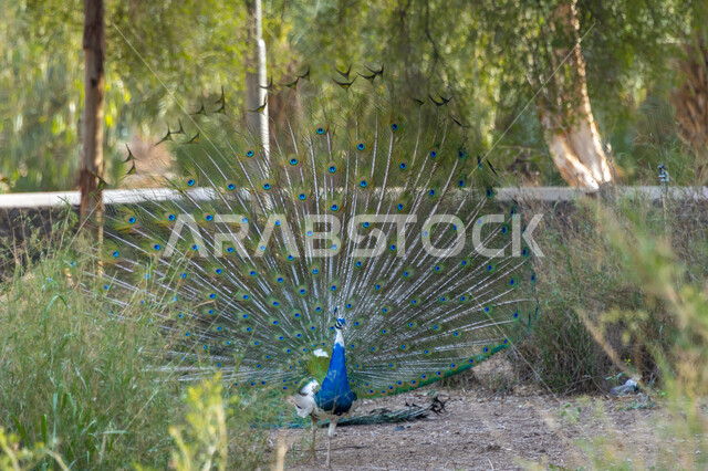 محمية طبيعية لتربية الحيوانات في المملكة العربية السعودية, الطيور الراقصة في إحدى حدائق الحيوان في مدينة جدة, المناظر والأجواء المتميزة للطيور المبهرجة، الطاووس البري ذو الريش الملون