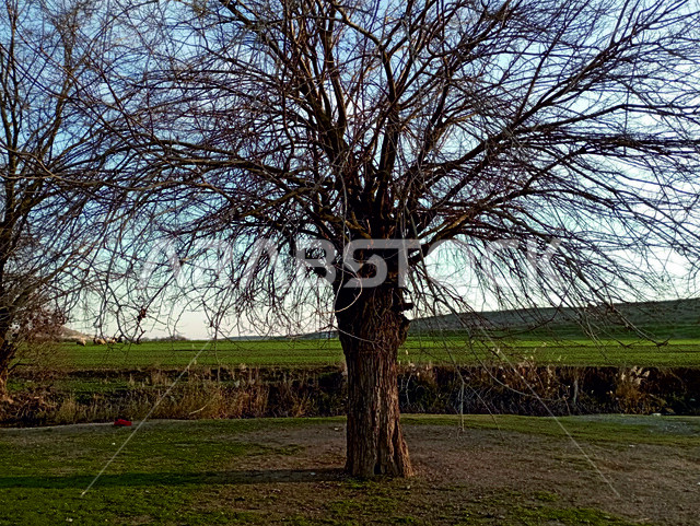 فروع الاشجار الجافة، صورة مقربة لشجرة عارية من الاوراق في فصل الخريف، تساقط الورق من الأغصان، المناظر الطبيعية المتميزة، البساتين والأراضي الزراعية، المروج الخضراء الخصبة، خلفيات الطبيعة