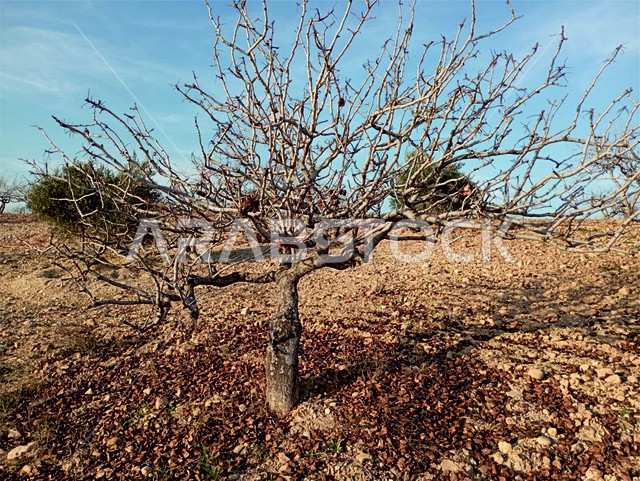 المناظر الطبيعية المتميزة، فروع الاشجار الجافة، صورة مقربة لشجرة عارية من الاوراق في فصل الخريف، تساقط الورق من الأغصان، البساتين والأراضي الزراعية اليابسة، قدوم موسم الشتاء، خلفيات الطبيعة