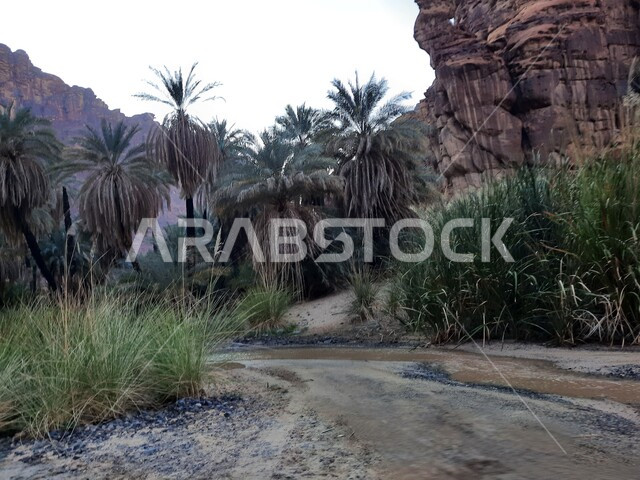 سلسلة الجبال والتكوينات والتشكلات الصخرية في وادي الديسة في منطقة تبوك، الاهتمام بالزراعة والتشجير في المدن السياحية، المناطق الصحراوية والأراضي الطينية في البراري، معالم اثرية تاريخية قديمة مشهورة في المملكة العربية السعودية