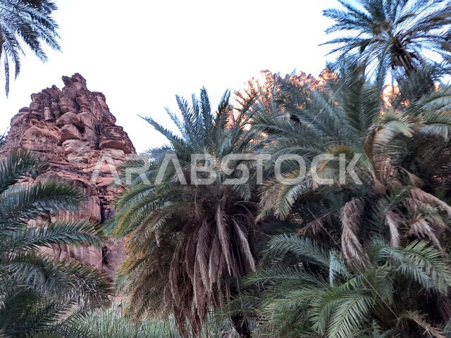 معالم اثرية تاريخية قديمة مشهورة في المملكة العربية السعودية، المناطق الصحراوية ووالكثبان الرملية في البراري، سلسلة الجبال والتكوينات والتشكلات الصخرية في وادي الديسة في منطقة تبوك، الاهتمام بالزراعة والتشجير في المدن السياحية