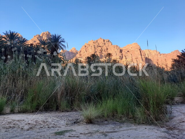 النباتات البرية الخضراء في المناطق الصحراوية، معالم اثرية تاريخية قديمة مشهورة في المملكة العربية السعودية، سلسلة الجبال والتكوينات والتشكلات الصخرية في وادي الديسة في منطقة تبوك، الاهتمام بالزراعة والتشجير في المدن السياحية