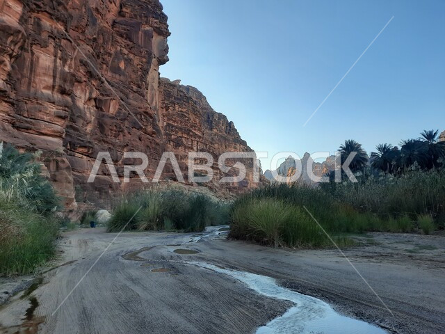 Green wild plants in desert areas, famous ancient historical monuments in the Kingdom of Saudi Arabia, mountain ranges and rock formations in Wadi Al-Disa in the Tabuk region, interest in agriculture and afforestation in tourist cities.