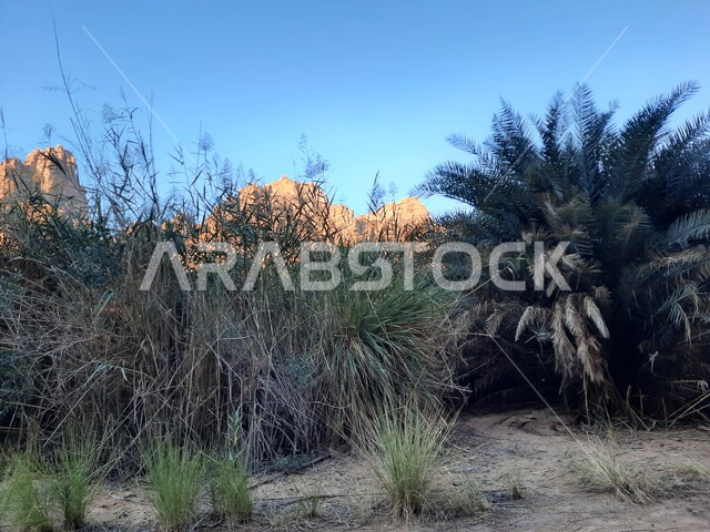 التكوينات والتشكلات الصخرية في وادي الديسة في منطقة تبوك، الاهتمام بالزراعة والتشجير في المدن السياحية، التضاريس والنحت الصخري في الأماكن الاثرية التاريخية المشهورة في السعودية، النباتات البرية الخضراء في المناطق الصحراوية